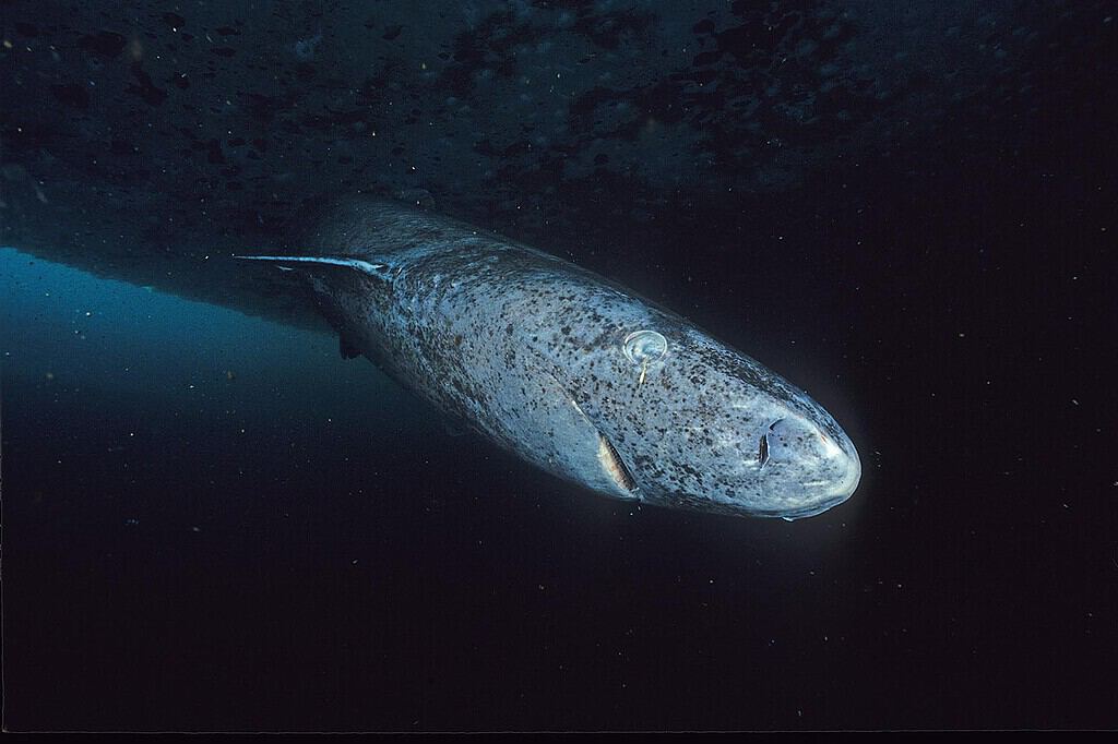 Close up image of a greenland shark taken at the floe edge of the Admiralty Inlet, Nunavut.