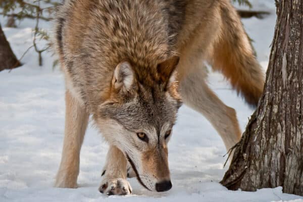 Female grey wolf on snow smelling and hunting.