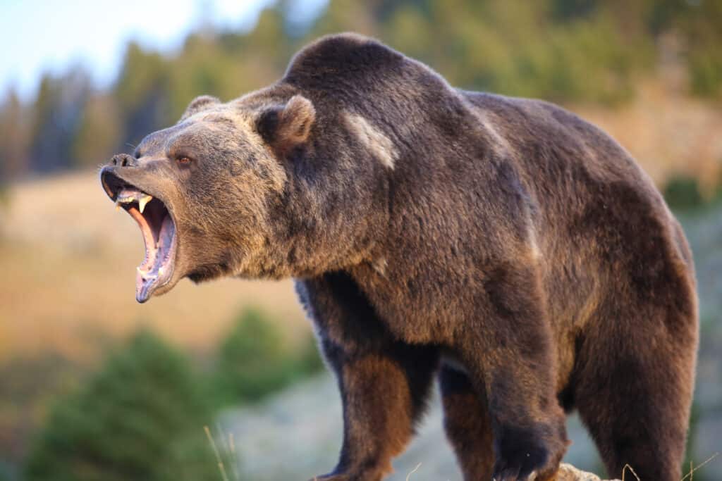 Epic Battles: A Massive Grizzly Bear vs. A Pack of Wolves - large grizzly bear roaring