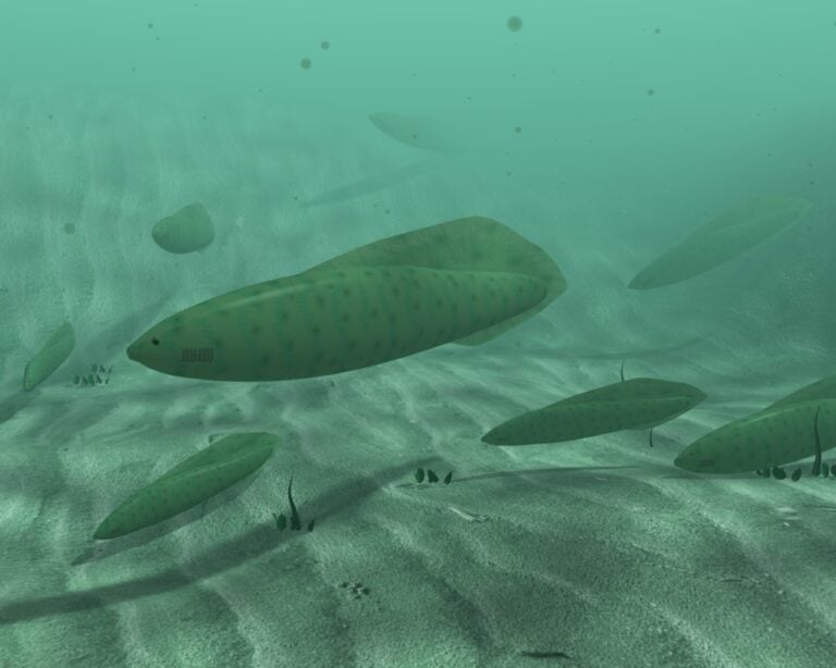 Haikouichthys_3d