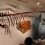 Hainosaurus