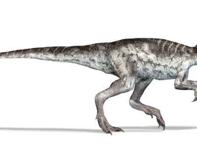 A Herrerasaurus vs. Velociraptor: The Five Major Differences