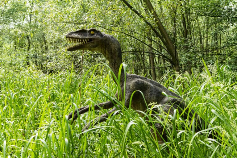 Herrerasaurus. a prehistoric dinosaur foraging for food.