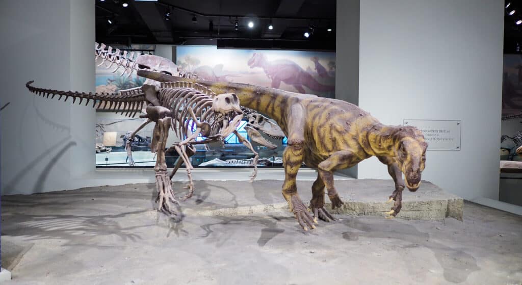 A 3-D Herrerasaurus skeleton next to a 3-D Herrerasaurus. a prehistoric dinosaur.