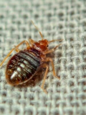 Bed Bugs - A-Z Animals