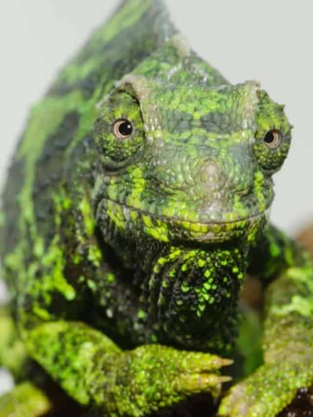 How Big Do Chameleons Get Poster Image