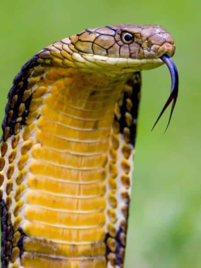 How Tall a King Cobra Can Stand and 5 More King Cobra Facts Poster Image
