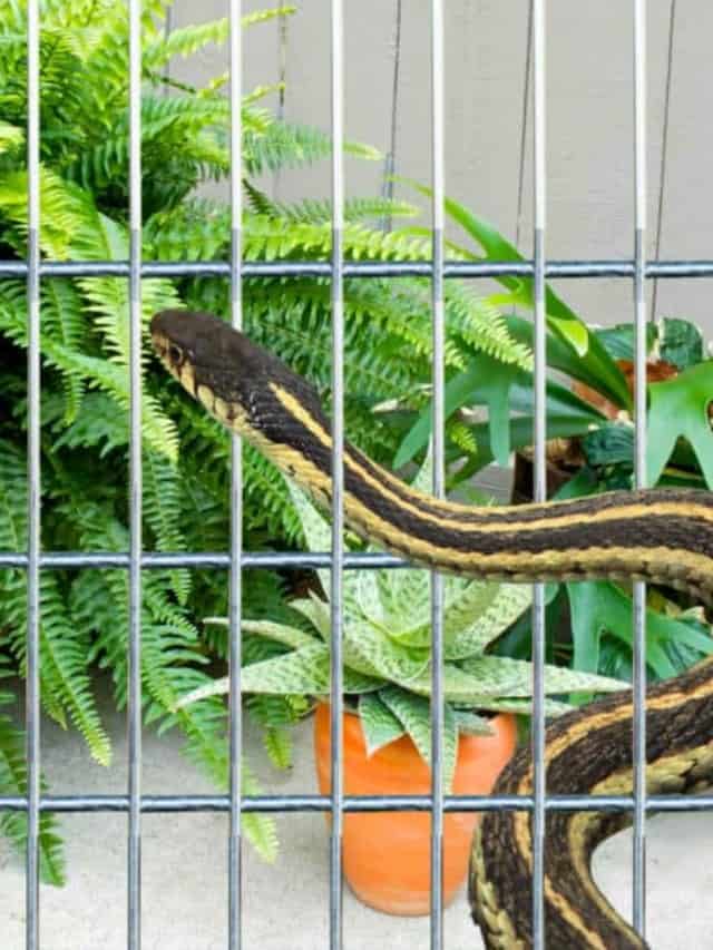 How to Keep Snakes Out of Your Yard