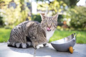 Iams Sensitive Stomach Cat Food: Read Before Buying Picture