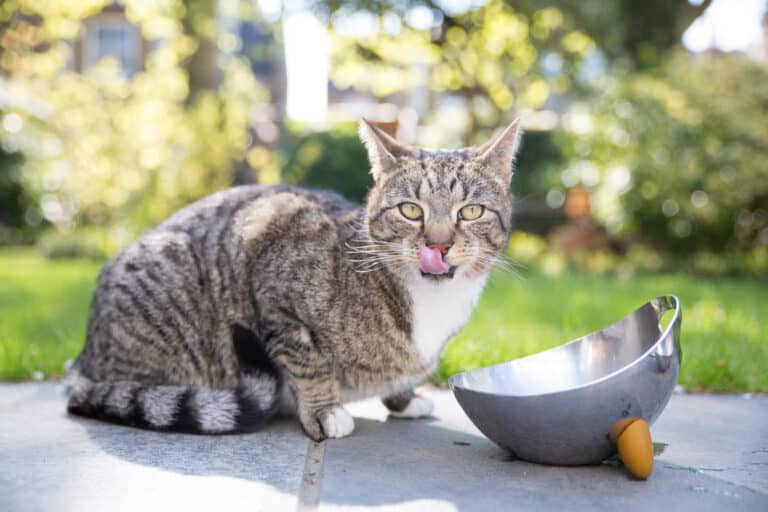 Iams sensitive stomach cat food