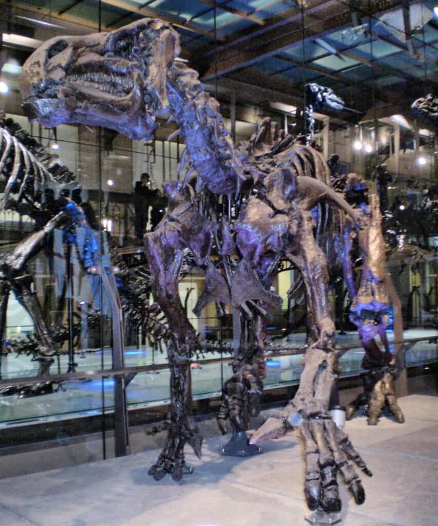 Iguanodon fossil