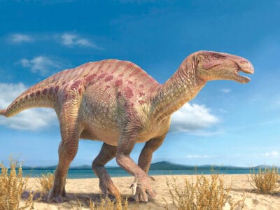 A Iguanodon