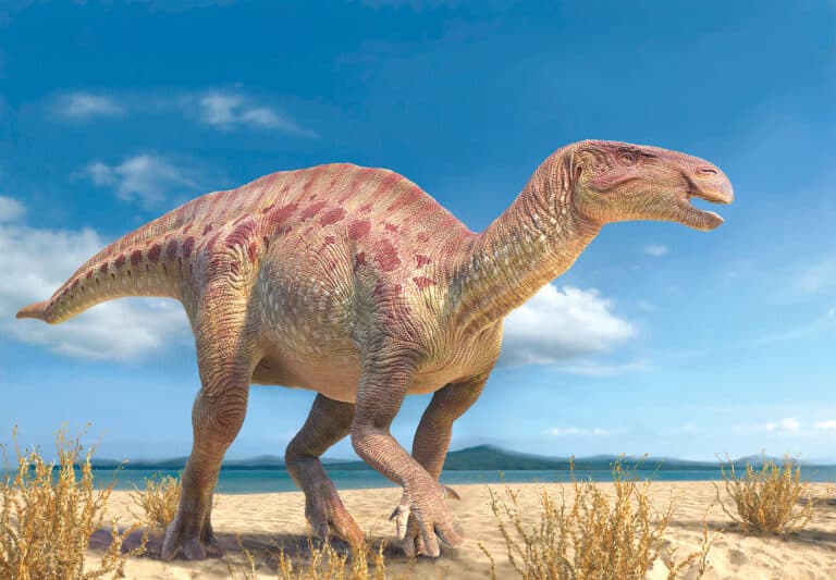 Iguanodon