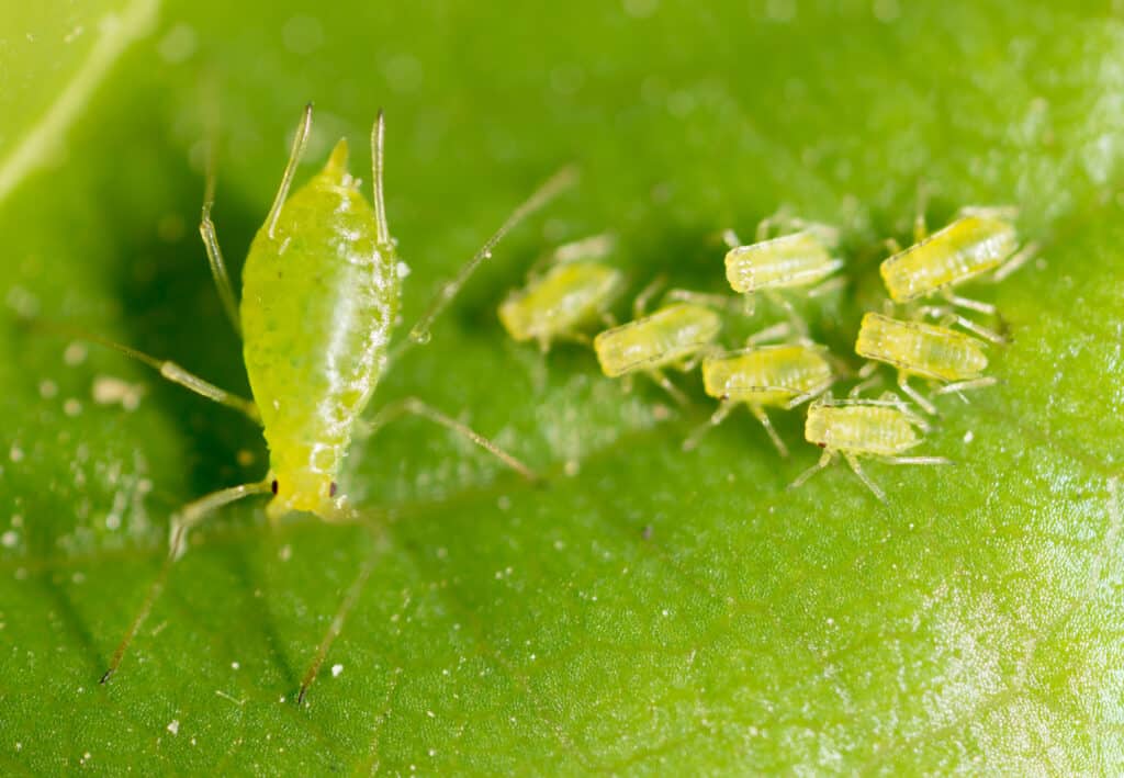 Insecticidal (Aphid) Soap