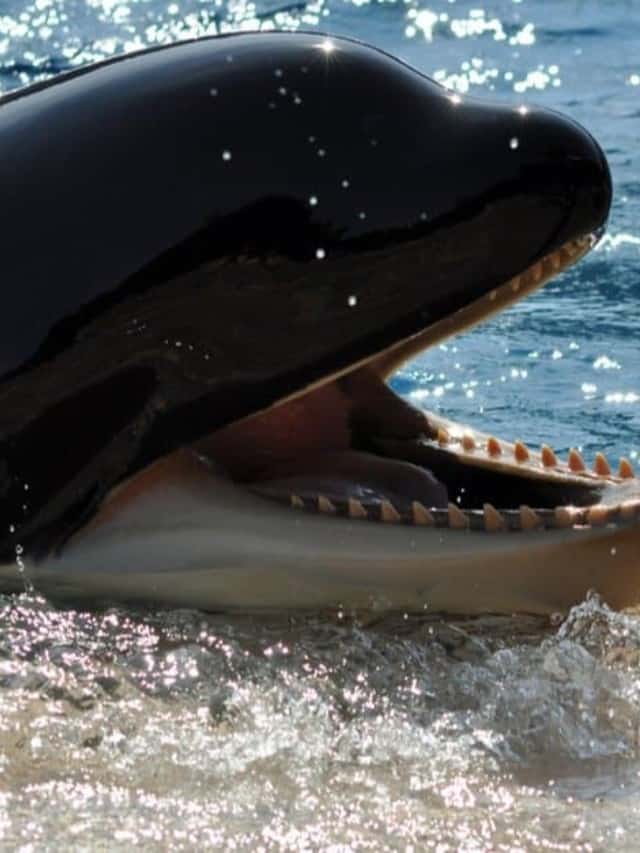 Killer Whale Teeth Do Killer Whales Have Teeth Poster Image