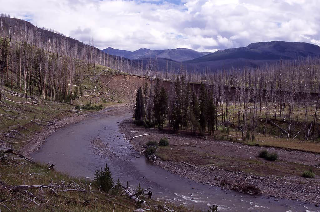 Lamar River in Yellowstone National Park 1998