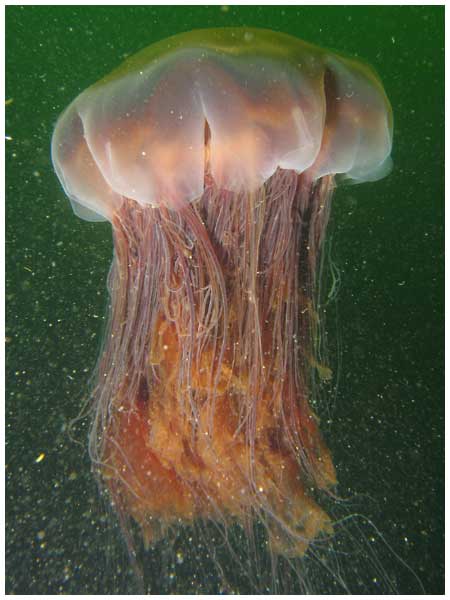 10 Incredible Lion's Mane Jellyfish Facts - Wiki Point