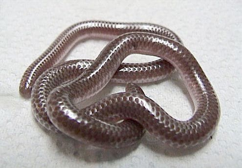 Texas blind snake