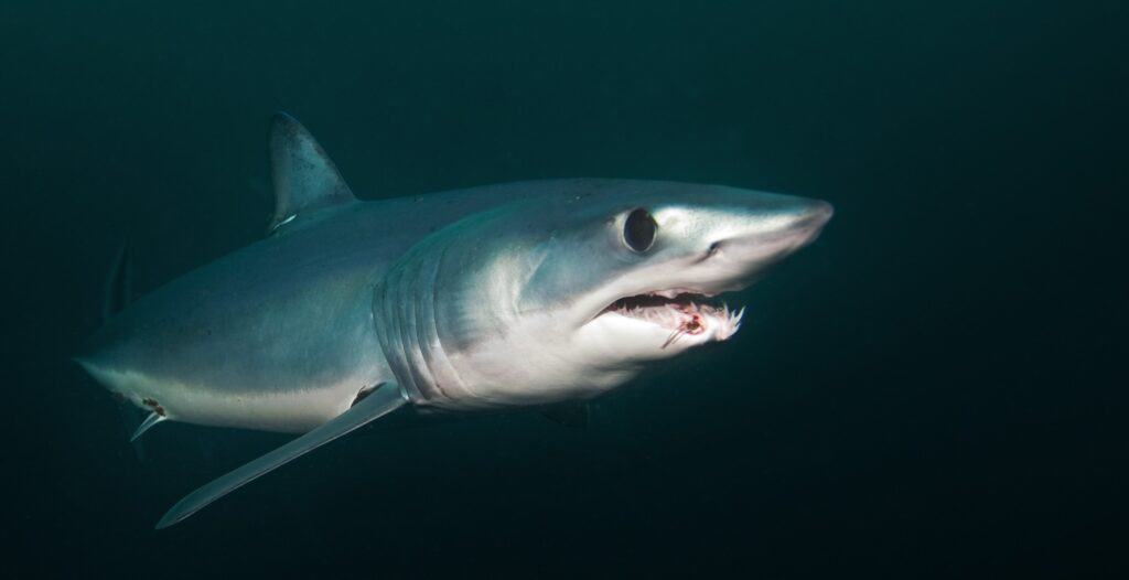 The Longfin mako shark has an impressively pointed snout with very sharp and long teeth that protrude from their mouths.