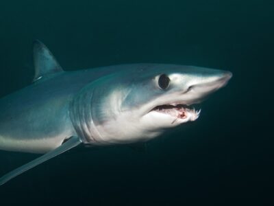 A Longfin Mako Shark