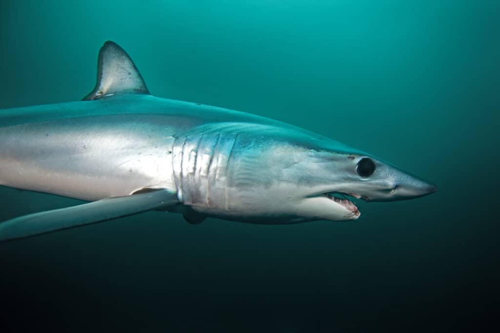 The Longfin Mako shark is a very large species of shark that can grow to around 14 feet.