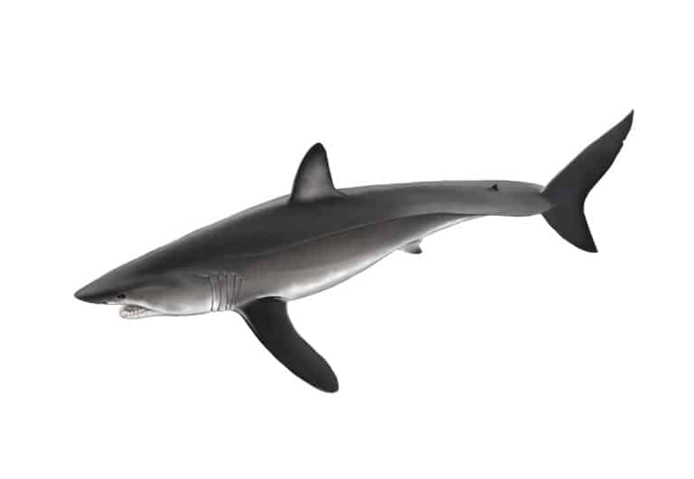 Longfin Mako Shark isolated on white background.