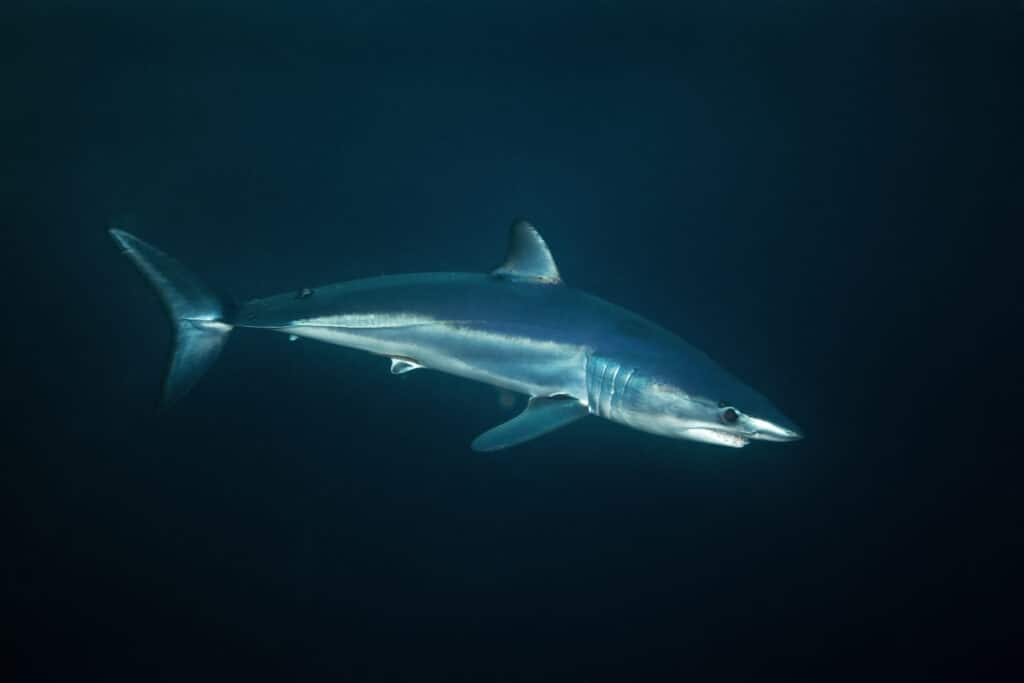 The Longfin Mako Shark has a long, slender body that is streamlined and has a greyish-blue coloring.