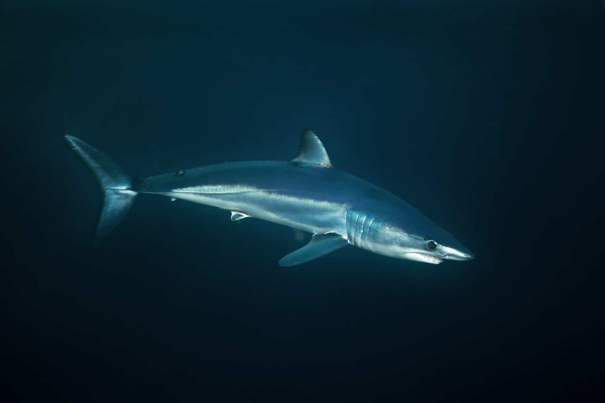 Discover the Largest Mako Shark Ever Recorded - Wiki Point