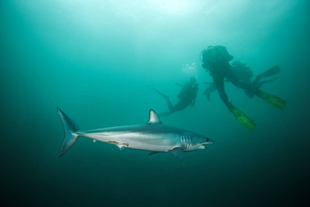 Mako Longfin sharks are found in the tropical waters of the world's oceans.