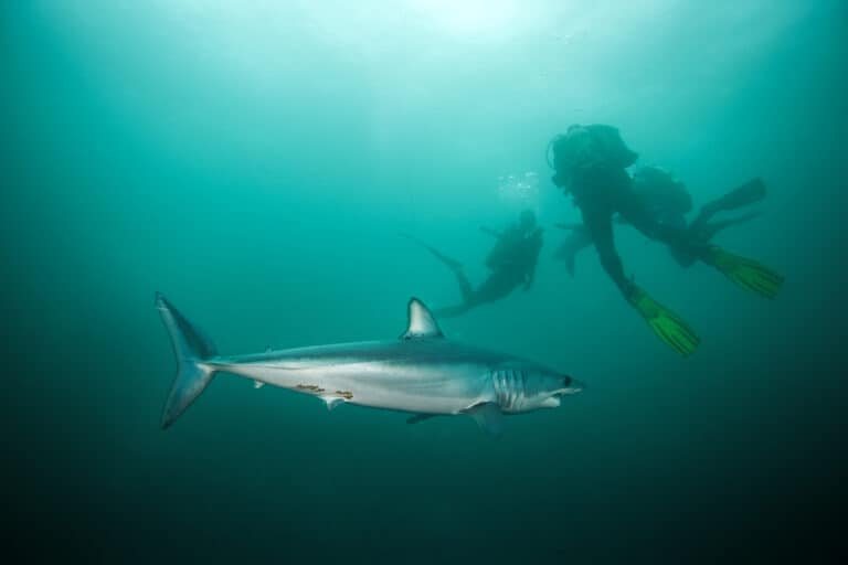 Longfin Mako Sharks are found throughout the tropical waters of the world's oceans.