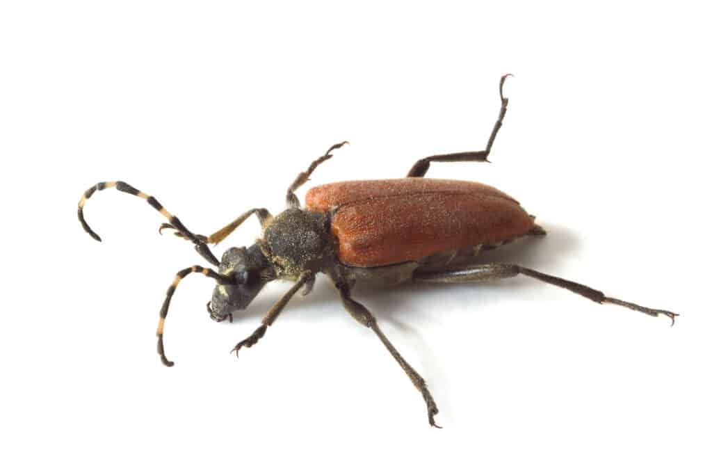 Longhorn beetle