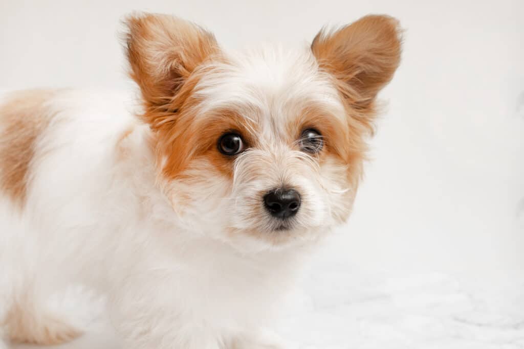 Chihuahua Terrier Mix Brown And White Puppy