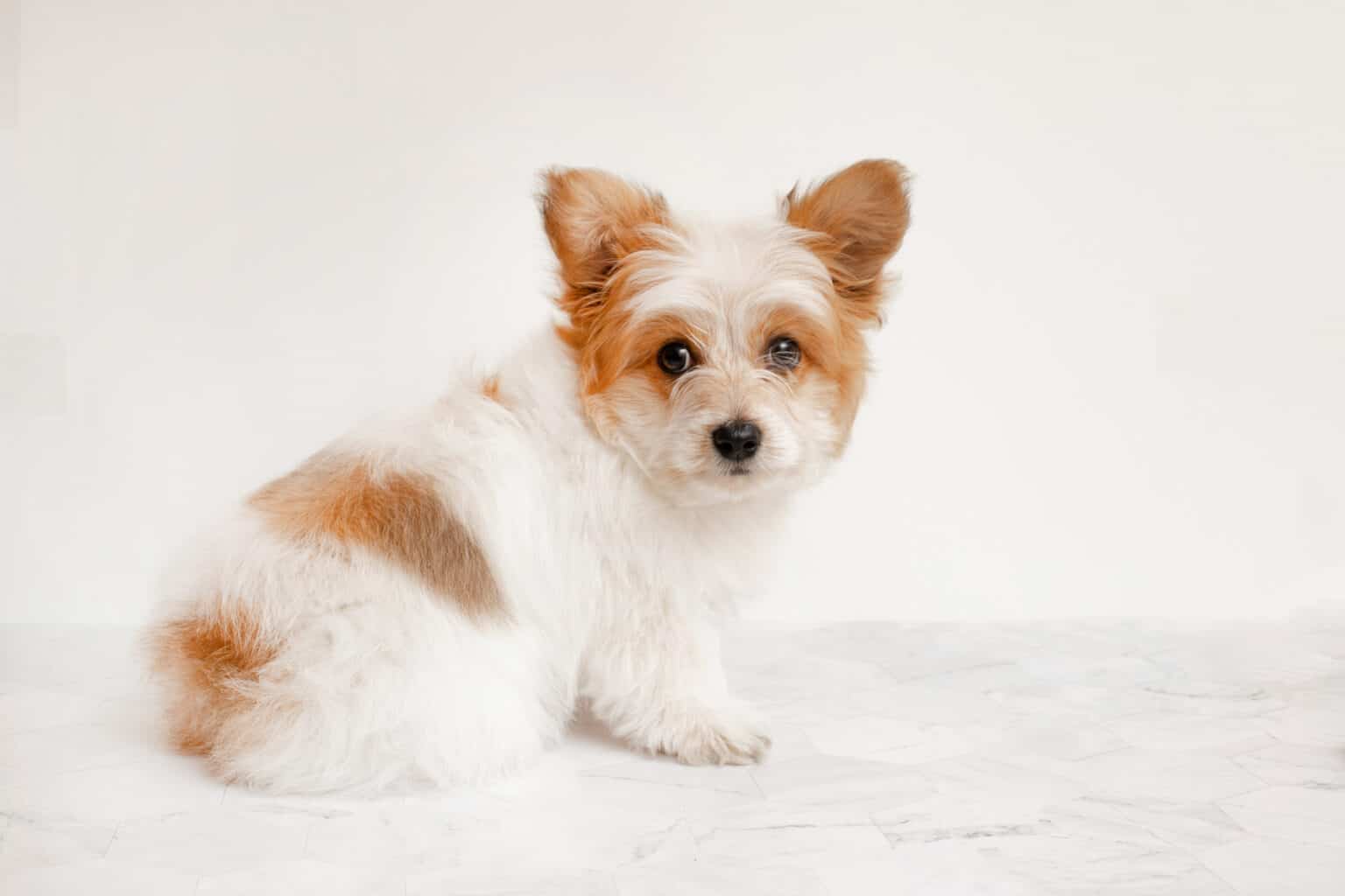 Malchi Dog Breed Complete Guide - A-Z Animals