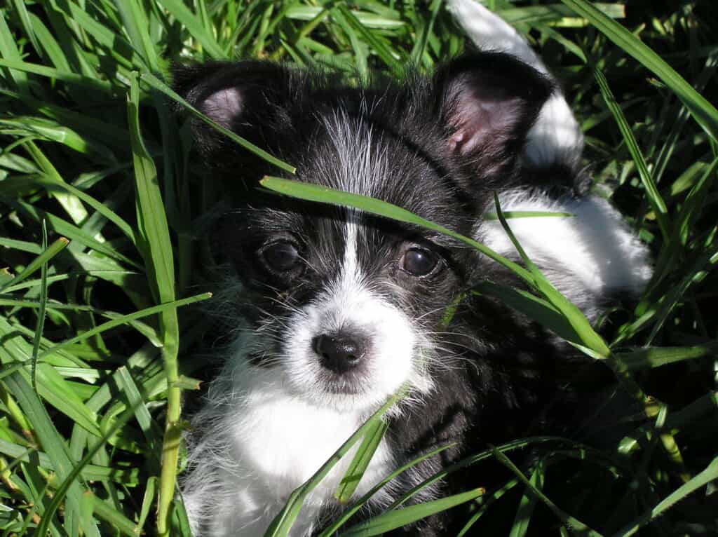 australian shepherd maltese mix