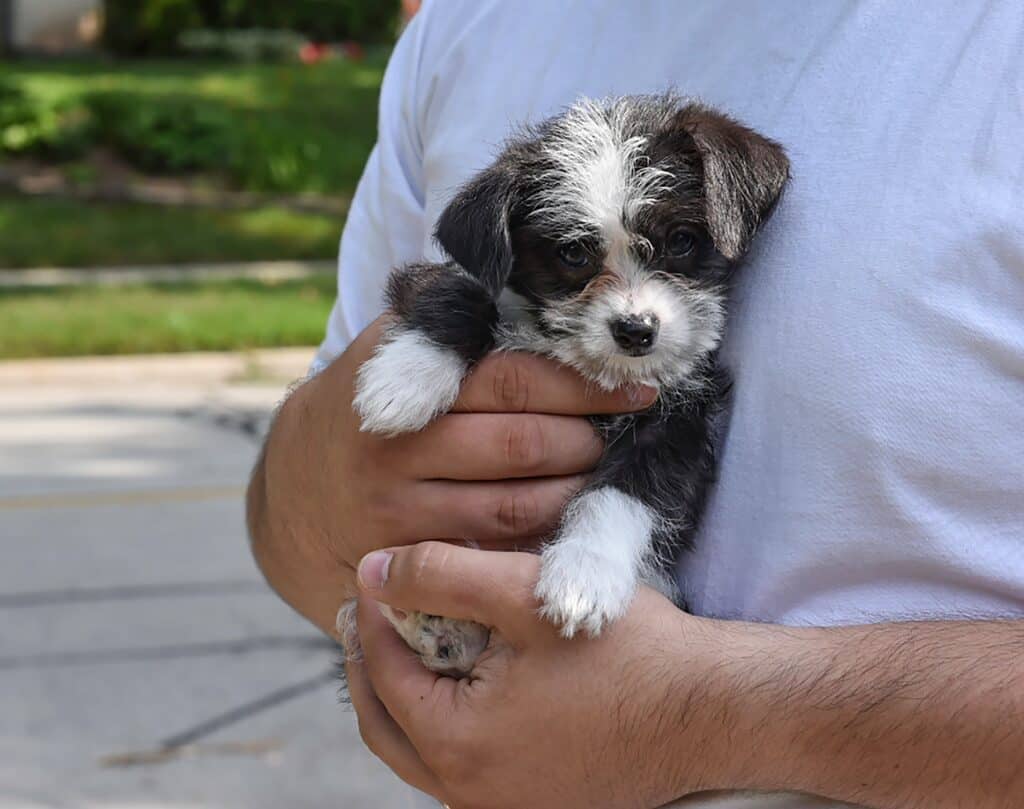 Malchi puppies are tiny and fragile, and can differ a lot from their littermates.