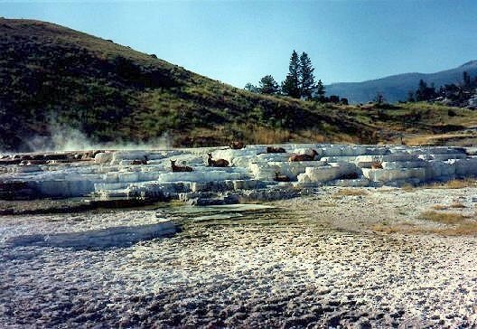 Elks on Travertine-Terraces, Mammoth Hot Springs, Yellowstone National Park