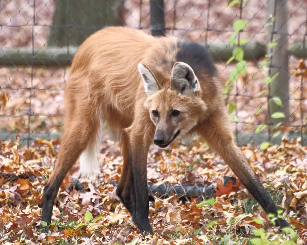 A Maned Wolf (Chrysocyon brachyurus) at Beardsley Zoo