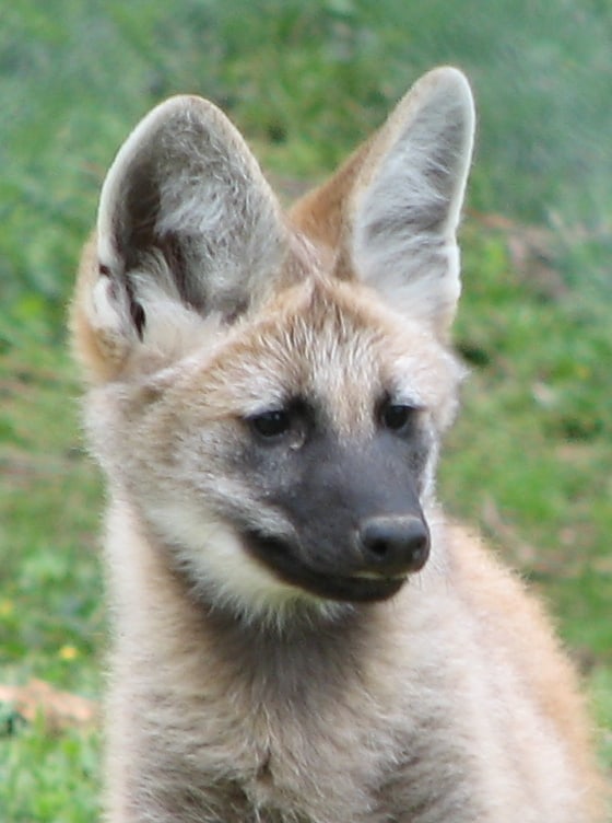 Maned wolf pup