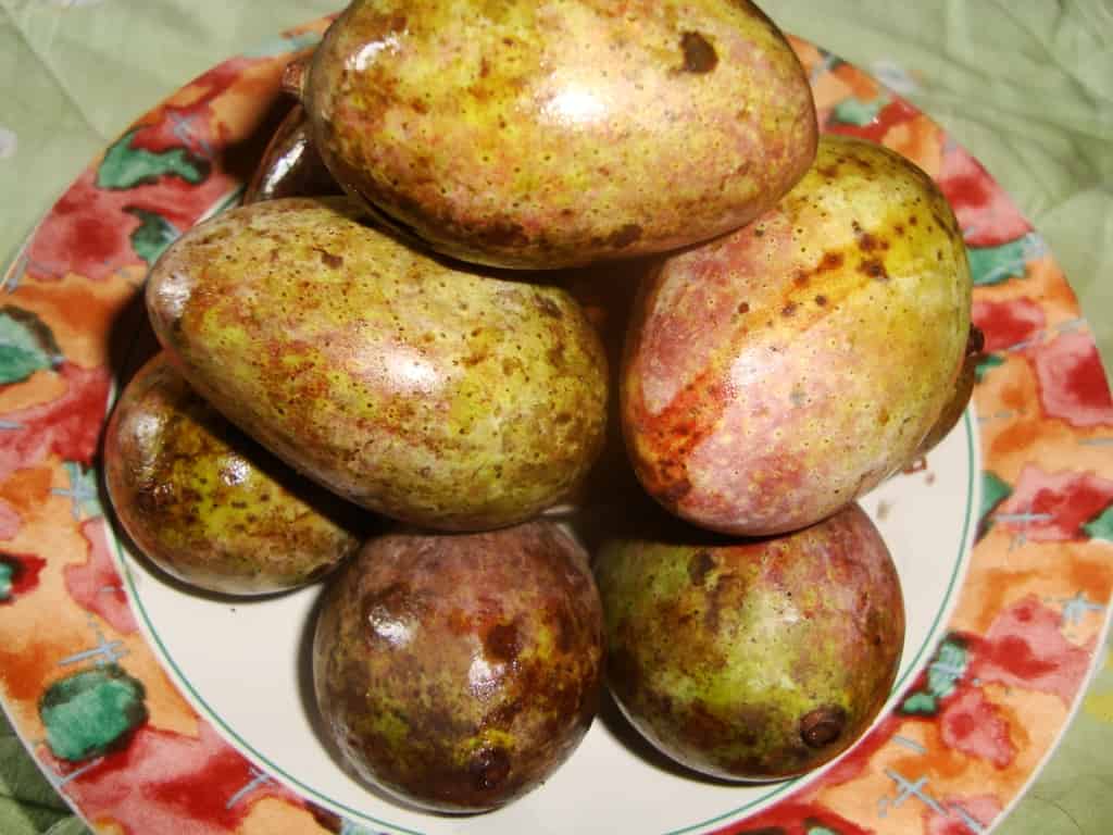 Mangifera casturi fruits, Borneo, Indonesia