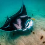 Giant Manta Ray swimming freely in open ocean.