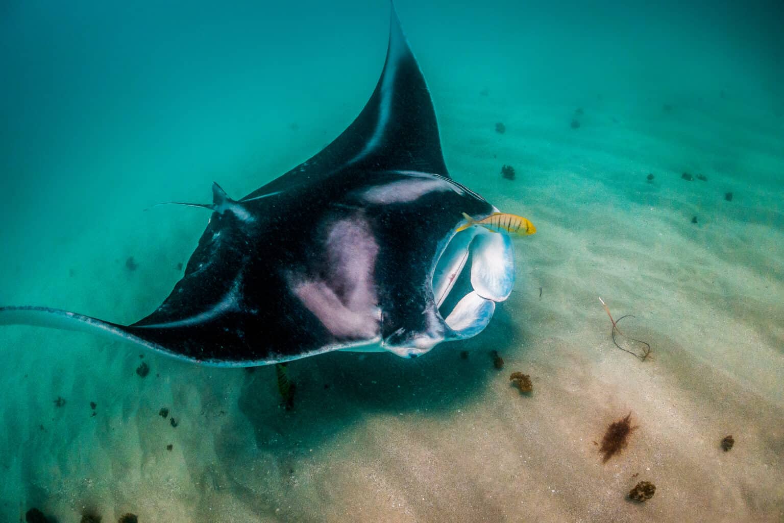 10 Incredible Manta Ray Facts