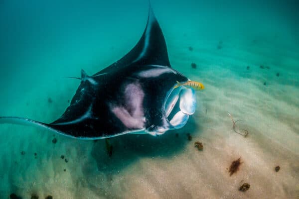 Giant Manta Ray swimming freely in open ocean.