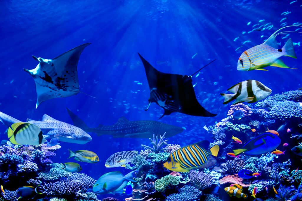 Manta ray swimming in coral reef.