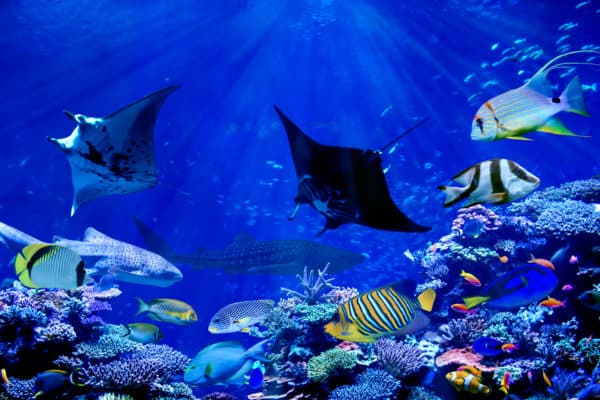Manta ray dancing with tropical marine fish such as whale shark and angelfish in beautiful coral reef.