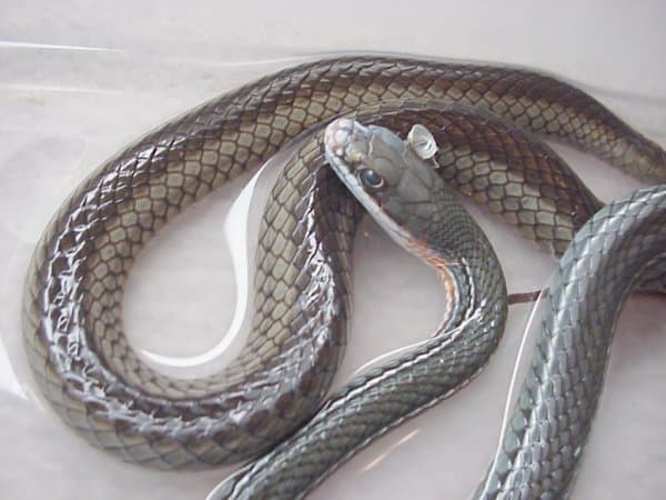 Schott’s Whipsnake