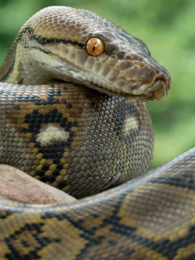 Gặp gỡ 15 sự thật về loài rắn đáng kinh ngạc nhất thế giới Ảnh bìa