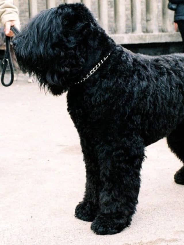 Meet The Amazing Black Russian Terrier! Cover image