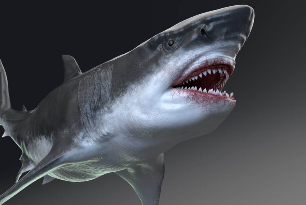 The megalodon has the offensive advantage vs. the ichthyosaur