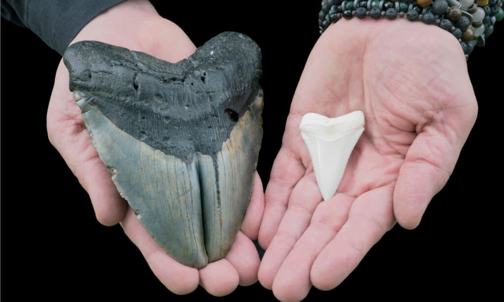 Megalodon tooth compared to a great white shark tooth.