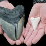 Comparison of fossilized Megalodon and Great White Shark teeth.